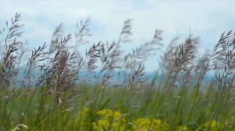 Field of grass during sunset Video stock 65193033