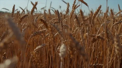 Field of grass during sunset Stock Footage 65726734