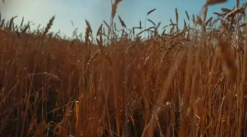 Field of grass during sunset Video stock 65740814