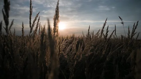 Field of grass during sunset Stock Footage 251569903