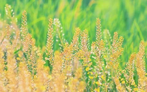 Field of grass during sunset Foto stock