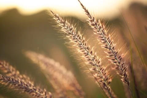Field of grass during sunset Stock Photos