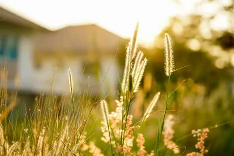 Field of grass during sunset Stock Photos