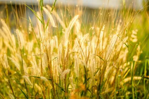 Field of grass during sunset Stock Photos