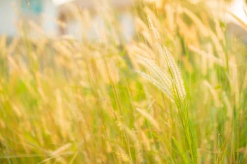 Field of grass during sunset Stock Photos