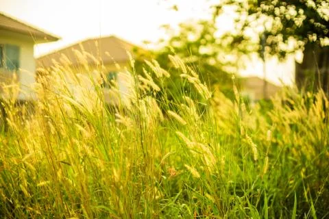 Field of grass during sunset Stock Photos