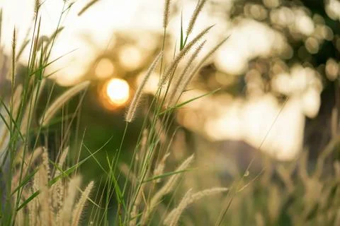 Field of grass during sunset Stock Photos