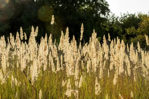 Field of grass during sunset Stock Photos