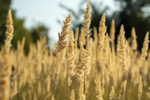 Field of grass during sunset Stock Photos