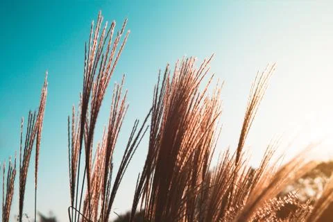Field of grass during sunset Stock Photos