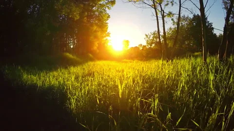 Field of grass during sunset, steadicam shot Stock Footage 54150068