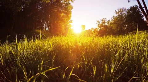 Field of grass during sunset, steadicam shot Stock Footage 54150200