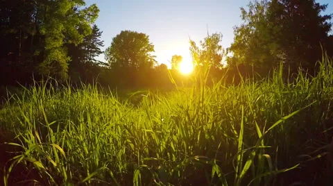 Field of grass during sunset, steadicam shot Stock Footage 54150428