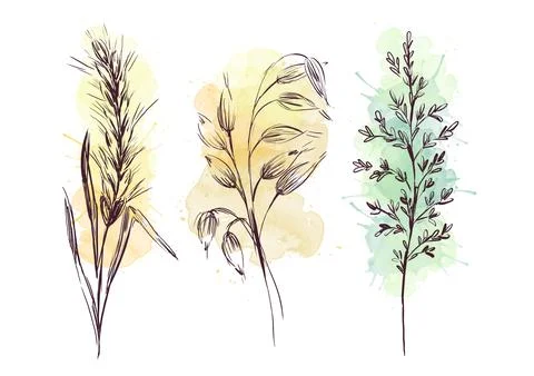 Field grass, ear, wheat on a white background. Stock Illustration