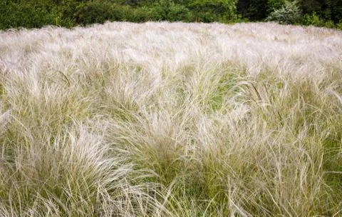 Field grass feather Stock Photos