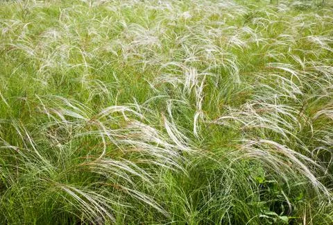 Field grass feather Foto stock