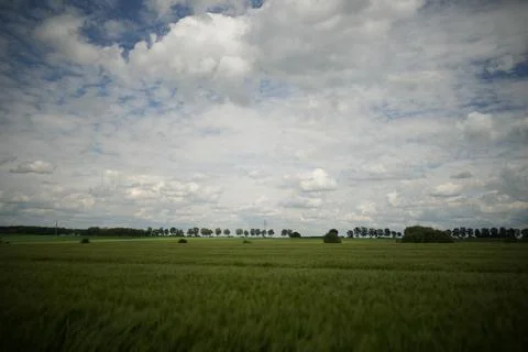 A field of grass with a few trees in the background Stock Photos
