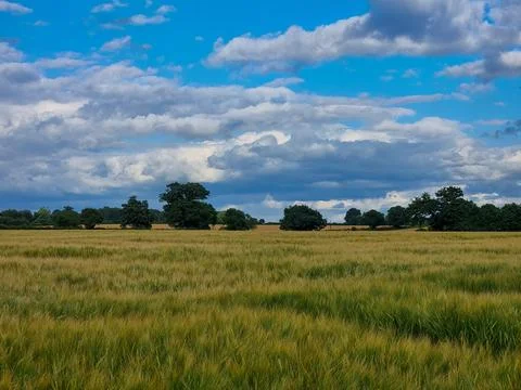 A field of grass with a few trees in the background Stock Photos