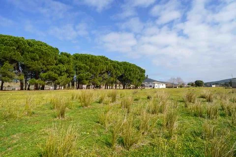 A field of grass with a few trees in the background Stock Photos