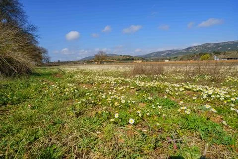 A field of grass with a few trees in the background Foto stock