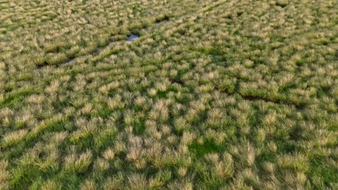 A field of grass with a few weeds Stock-Footage 325825344