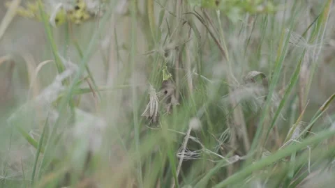 A field of grass with a few weeds in it Stock Footage 297841571