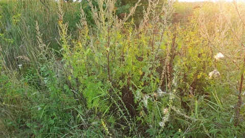 Field grass on the field in the sun Stock Footage 139297828