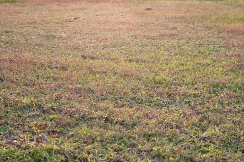 Field of grass filled by softlight Stock Photos