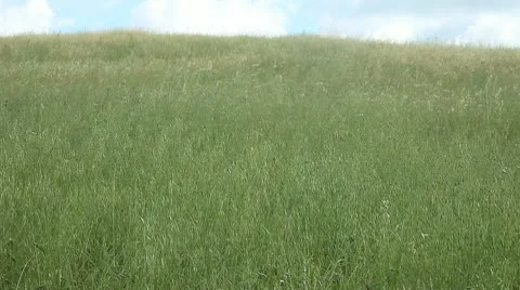Field of grass Stock Footage 10591481