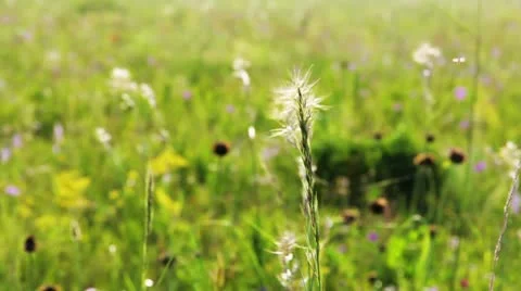 Field of grass Видео 11517503
