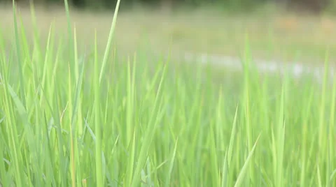 Field of grass 库存影片 22636018