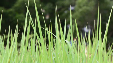 Field of grass Vidéo 22636356
