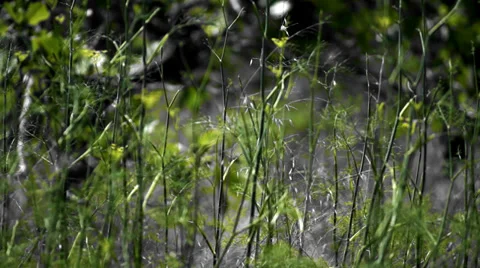 Field of grass Stock Footage 34888469