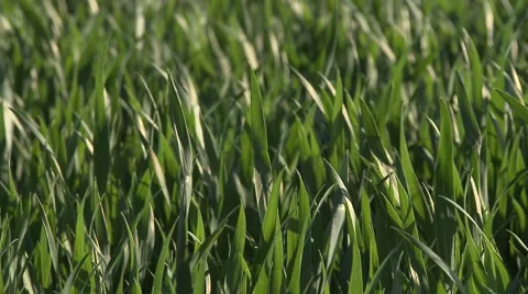 Field of Grass Stock Footage 47740294