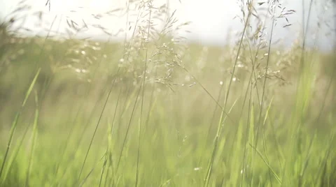 Field Grass Stock Footage 50192424