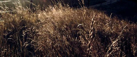 Field Grass Stock Footage 91768995