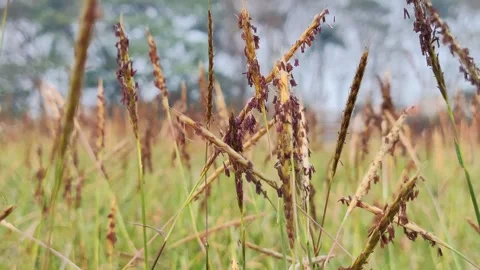 Field grass Stock Footage 243888841