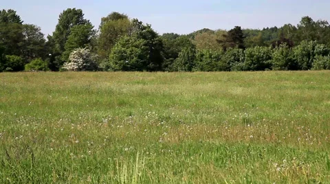 Field of Grass in Front of Forest on a Sunny Summer Day Stock Footage 42460715