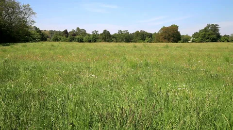 Field of Grass in Front of Forest on a Sunny Summer Day Stock Footage 42460883