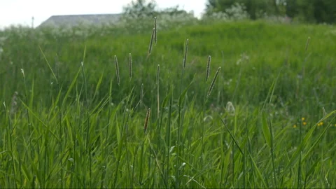 Field of grass in front of forest on a sunny summer day Stockbeeldmateriaal 90752359