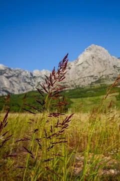 Field grass in front of mountain Stock Photos