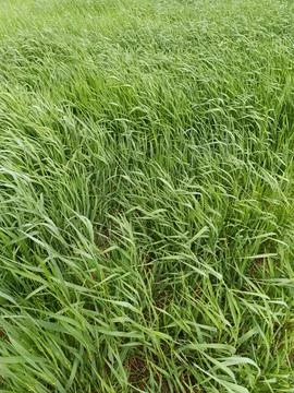 A field of grass with the grass in the background Stock Photos