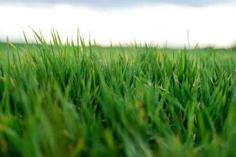 Field with grass. grass shot close up Stock Photos