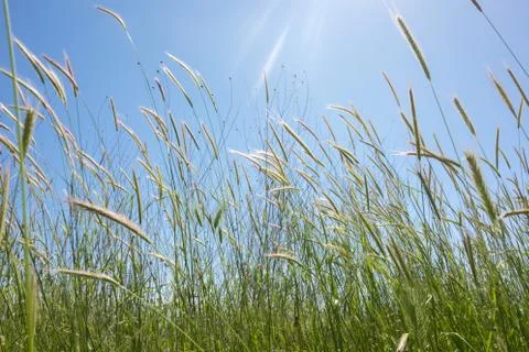 Field of grass in Greece Stock Photos