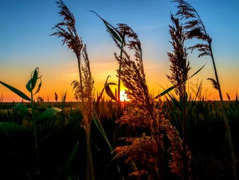 Field grass grows in the field at sunset Stock Photos