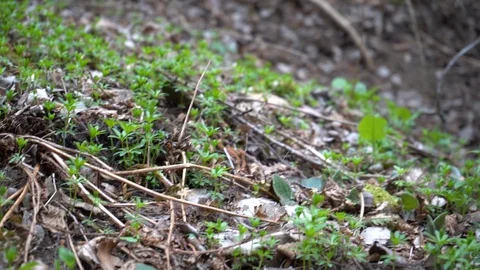 Field of grass leaves in a dry riverbed (6K image) Stock Footage 128541868