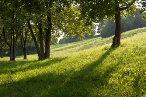 Field of grass with low sun Stock Photos