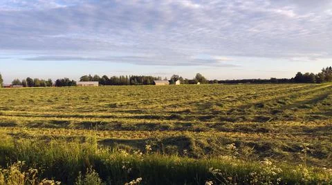 Field with grass making Stock Photos