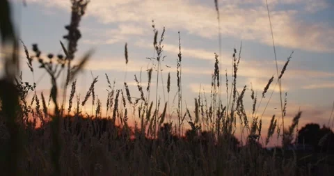 Field grass moves slowly at sunset or sunrise in pink colours sunrise on a Stock Footage 218865470