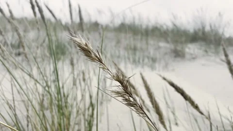 Field of Grass Moving in Wind Under Cloudy Sky Stock Footage 340163625